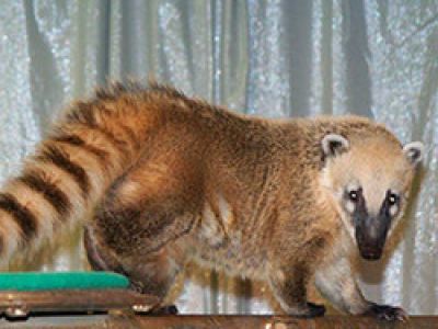 Сказка рыбки золотой