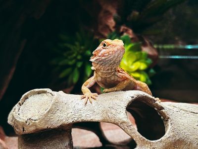Бородатые агамы. Интерактивное знакомство с экзотическими животными (Panteric)