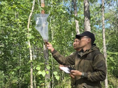 В Якутии численность шелкопряда остается ниже критического порога