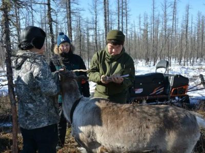 Ученые Якутии создадут диагностические системы для выявления патологий у оленей и лошадей