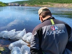 Экологи АЛРОСА открыли сезон зарыбления: 1,7 миллиона личинок чира и сига выпустили в Вилюй