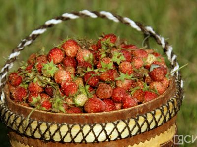 Сезон сбора ягод: какой урожай дикоросов ожидается в Якутии