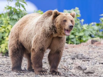 Медведицу с детенышем заметили вблизи села Модут в Намском районе