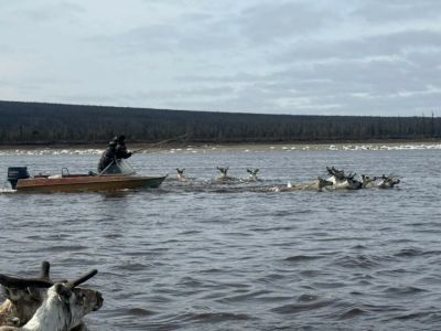 В Оленекском улусе отслеживают миграцию диких северных оленей