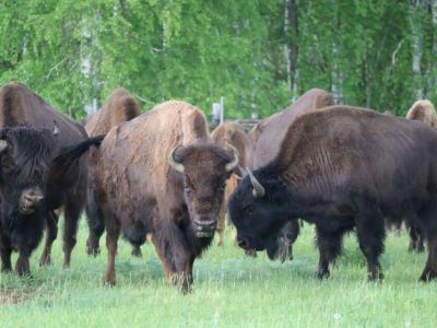 В Вилюйском районе впервые заметили лесных бизонов