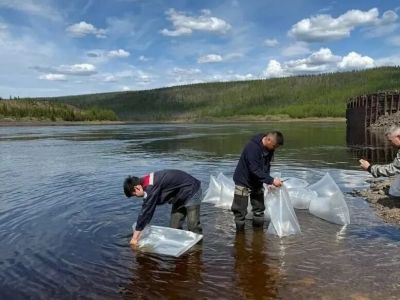 Экологи АЛРОСА открыли сезон зарыбления: 1,7 миллиона личинок чира и сига выпустили в Вилюй
