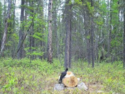 В нацпарке «Ленские столбы» заметили самого крупного дятла России