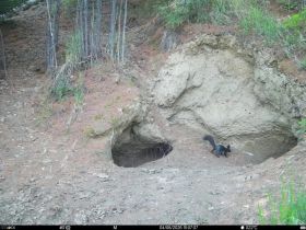 Волк, медведь и лоси попали в объектив фотоловушек нацпарка «Ленские столбы»