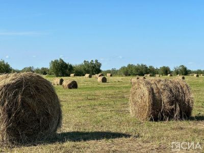 В Якутии заготовили почти 7000 тонн сена