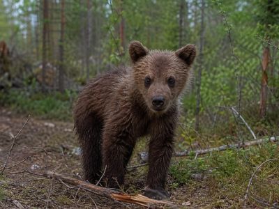 В Таттинском районе в село забрел медвежонок, отбившийся от матери