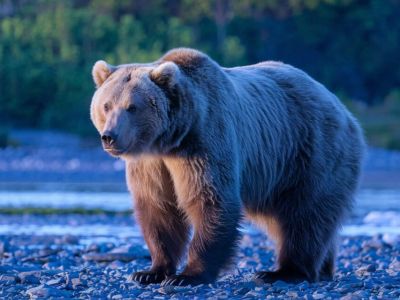 Популяция бурых медведей в Якутии выросла до 20 тысяч особей