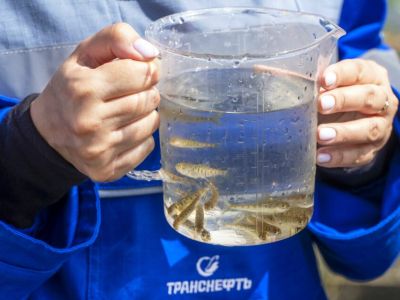 «Транснефть – Восток» подвело итоги экологической деятельности за первое полугодие 2026 года