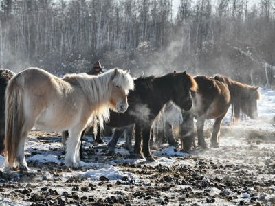 Первые десять лошадей якутской аборигенной породы прибыли на Чукотку