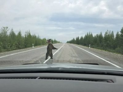 Минэкологии Якутии: не кормите медведей на трассах и не оставляйте еду