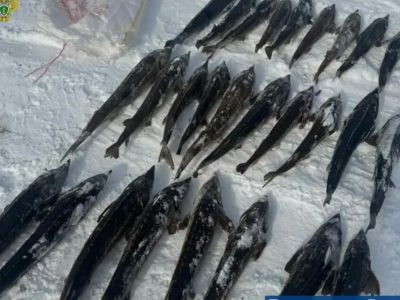 Житель Якутии незаконно выловил 245 осетров — ущерб составил 117,9 млн рублей