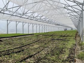 В пригороде Якутска вырастили около 500 тысяч саженцев сосны и лиственницы