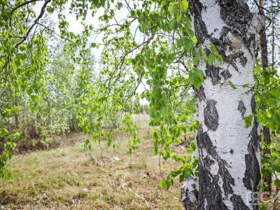 Россиян предупредили об опасности украшения дома ветками березы