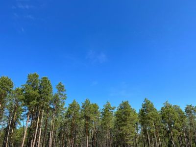 Более 2300 патрулирований по предупреждению лесных пожаров провели в Якутии