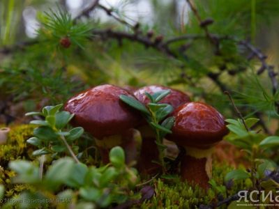 Биолог рассказала, какие грибы можно собирать в июне