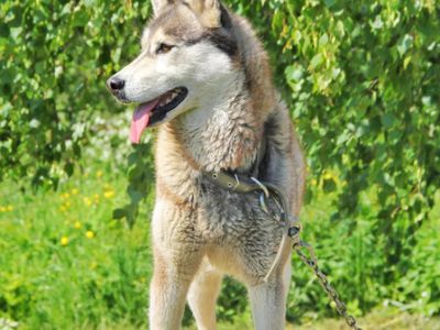 «Карельские хаски и мраморный мир»