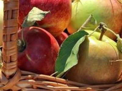 Лето яблочко румянит: Познавательная программа