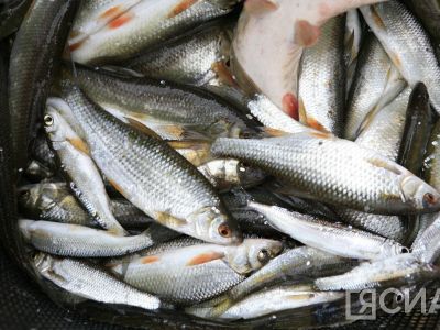 Врач назвала самую полезную рыбу для мозга и сердца