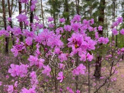 В Амгинском улусе расцвела «якутская сакура»