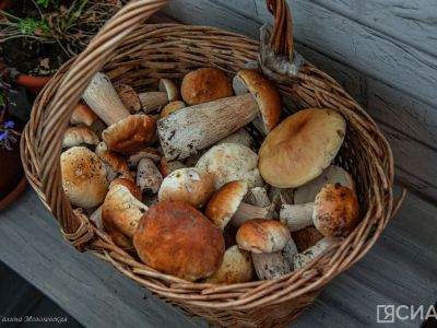 Миколог объяснил, почему грибы нельзя долго носить в пакете