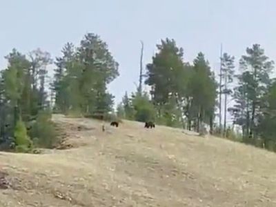 Видеофакт: три медведя разгуливают по Ленским столбам