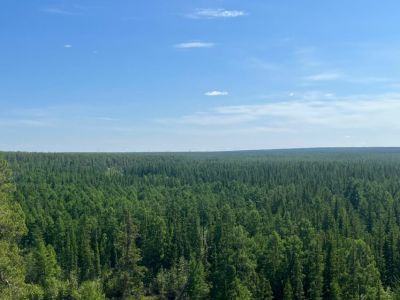 Более 300 человек тушат лесные пожары в Якутии