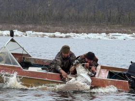 В Оленекском улусе отслеживают миграцию диких северных оленей