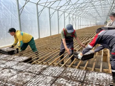 500 тысяч сеянцев сосны планируют вырастить в Якутии