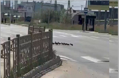 Видео: утка с десятком птенцов перешла дорогу в Якутске по пешеходному переходу / Нарыйа Пахомова Якутск Якутск Республика Саха (Якутия)