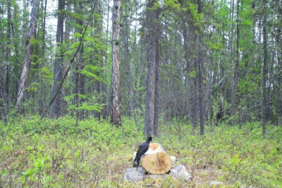 В нацпарке «Ленские столбы» заметили самого крупного дятла России / ЯСИА   