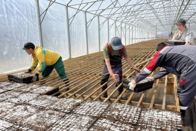 500 тысяч сеянцев сосны планируют вырастить в Якутии / ЯСИА   Республика Саха (Якутия)