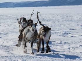 Власти Якутии поддерживают молодых оленеводов Арктики специальными программами
