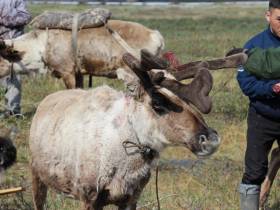 Власти Якутии поддерживают молодых оленеводов Арктики специальными программами