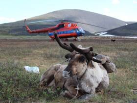 Власти Якутии поддерживают молодых оленеводов Арктики специальными программами