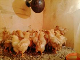 В Оленекском районе Якутии родился ягненок