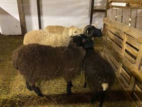 В Оленекском районе Якутии родился ягненок