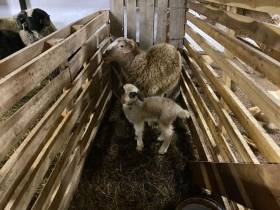 В Оленекском районе Якутии родился ягненок