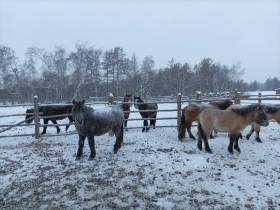 На якутском «гектаре» развивают традиционное коневодство
