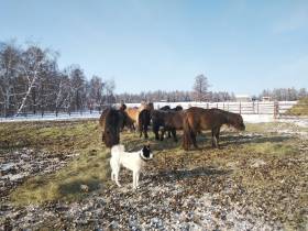 На якутском «гектаре» развивают традиционное коневодство