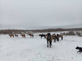 На якутском «гектаре» развивают традиционное коневодство