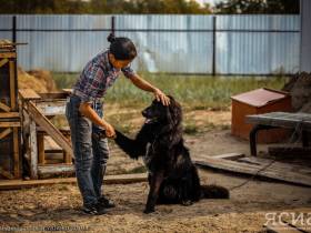 Собачий пат: Как закон об ответственном обращении с животными породил безответственность в Якутске