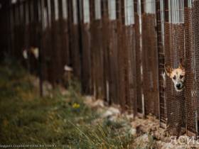 Собачий пат: Как закон об ответственном обращении с животными породил безответственность в Якутске