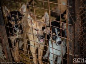 Собачий пат: Как закон об ответственном обращении с животными породил безответственность в Якутске