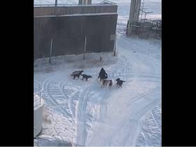 Собачий пат: Как закон об ответственном обращении с животными породил безответственность в Якутске