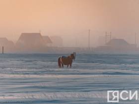 Фото дня. Якутская лошадь не боится морозов
