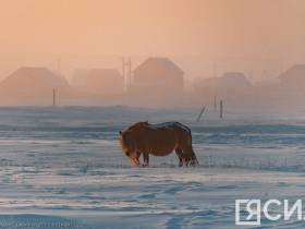 Фото дня. Якутская лошадь не боится морозов